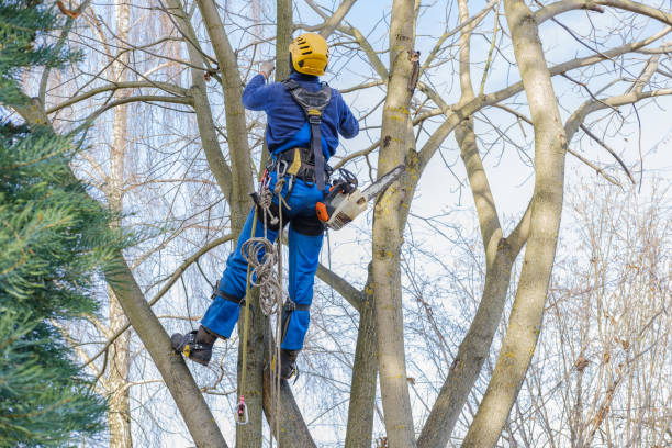 Best Tree Preservation Services  in Timberlane, IL