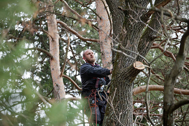 How Our Tree Care Process Works  in  Timberlane, IL